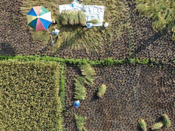 Kuching, Sarawak / Malajsie - 11. února 2020: Letecký pohled shora dolů na louku s farmáři v práci. Nachází se ve vesnici Skuduk, Sarawak, Malajsie. Obecná scenérie rýžového pole, chatrčí, stromů a farmářů. - Fotografie, Obrázek