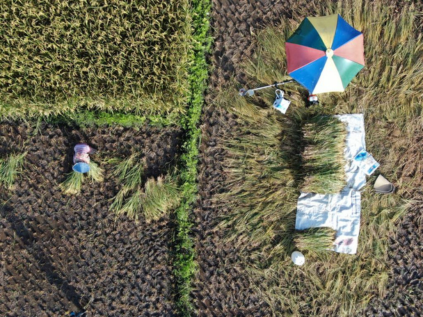 Kuching, Sarawak / Malásia - 11 de fevereiro de 2020: Uma visão aérea de cima para baixo de um campo de arrozais com agricultores trabalhando. Localizado na Vila Skuduk, Sarawak, Malásia.Cenário geral de um campo de arrozais, cabanas, árvores e agricultores
. - Foto, Imagem