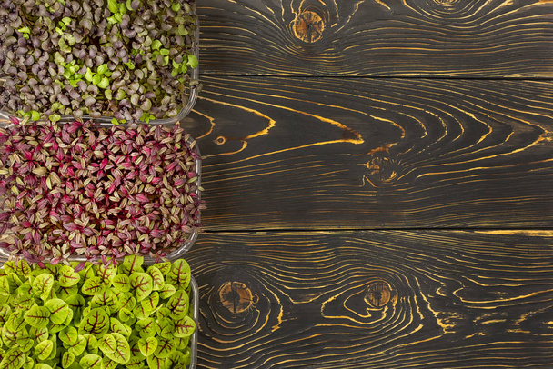 On a dark wooden background - three boxes with microgreens of Red Basil, Sorrel and Amaranth. Copy space. Super food, microgreen growing - Photo, Image
