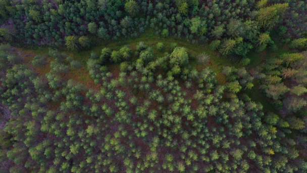 Повітряний вид на лісові дерева, що стоять посередині лісу в Норвегії - Кадри, відео