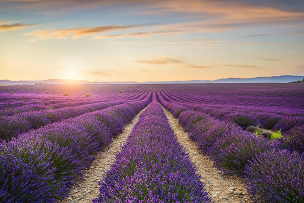 Lavender flowers fields at sunset. Provence, France - Фото, изображение