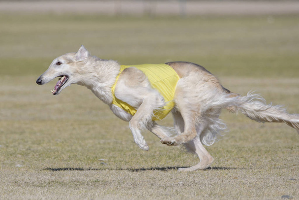 ロシアのボルゾイ犬のルアーコース - 写真・画像