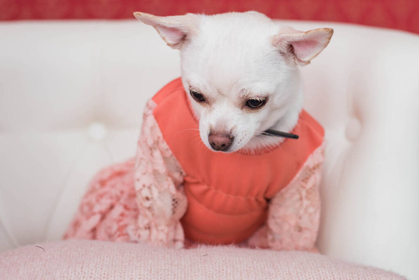 Chihuahua, 2 años, vestida y acostada en un sofá blanco
 - Foto, Imagen