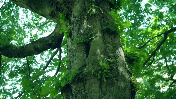Close-up do tronco de uma árvore de castanheiros, Aesculus hippocastanum
 - Filmagem, Vídeo