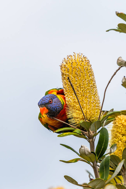 Ізольована веселка шукає нектар на дереві в Сіднеї. - Фото, зображення