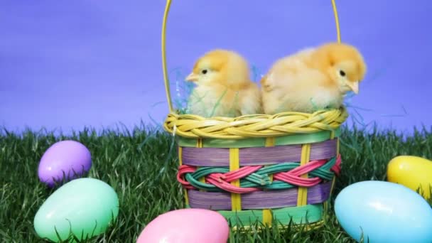 Easter Chicks - Materiał filmowy, wideo