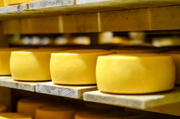 delicious round yellow cheese on shelves - Photo, image