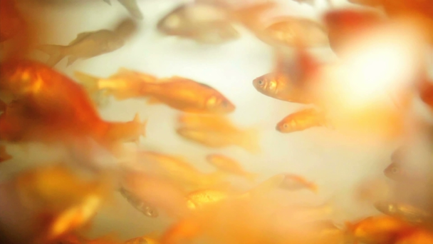 túlzsúfolt aranyhal - Felvétel, videó
