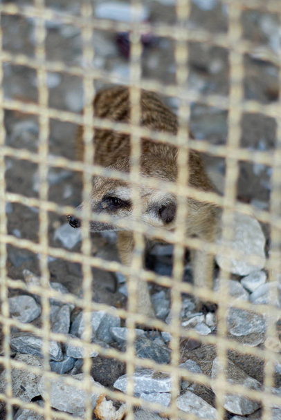 Meerkat en cage
 - Photo, image