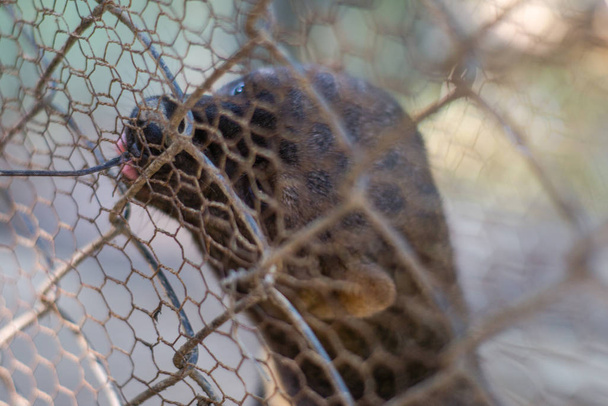 Animal Mink In zoo cage - Photo, Image