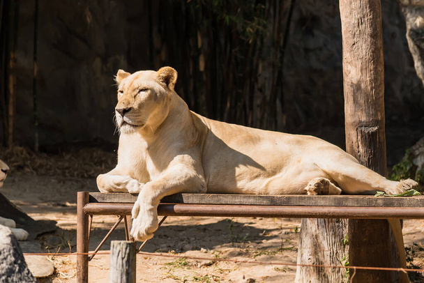 Chiang Mai , Thailand - January, 19, 2020 :White lion in the Chi - 写真・画像