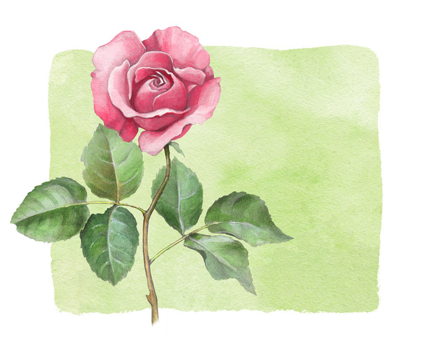 Watercolor illustration of rose flower. Perfect for greeting car - 写真・画像