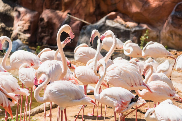Group of American Flamingos in the zoo thailand. - Фото, зображення