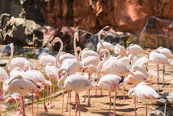 Group of American Flamingos in the zoo thailand. - Photo, Image