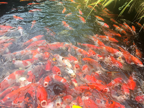 Ψάρια Koi που κολυμπούν στο ενυδρείο, Fancy ψάρια κυπρίνου - Φωτογραφία, εικόνα