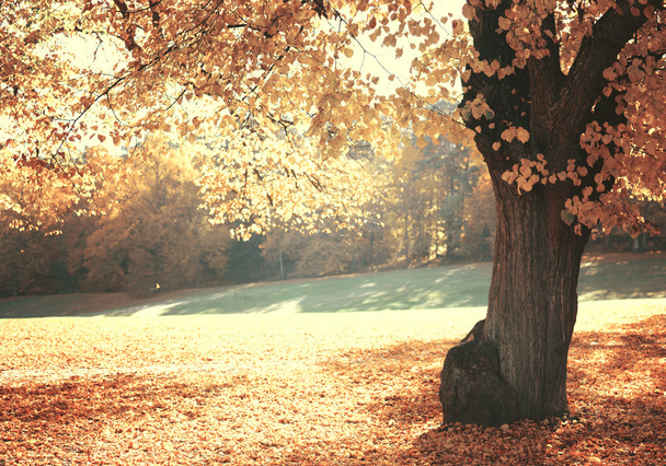 Dreamy image of beautiful Autumn forest - Фото, изображение