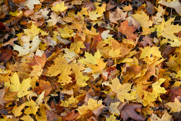 Autumn leaves background - Фото, изображение