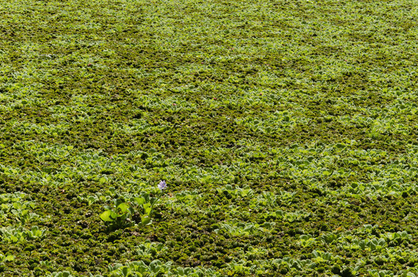 Lagoon surface completely covered by aquatic plants, one of them flowered - Photo, Image
