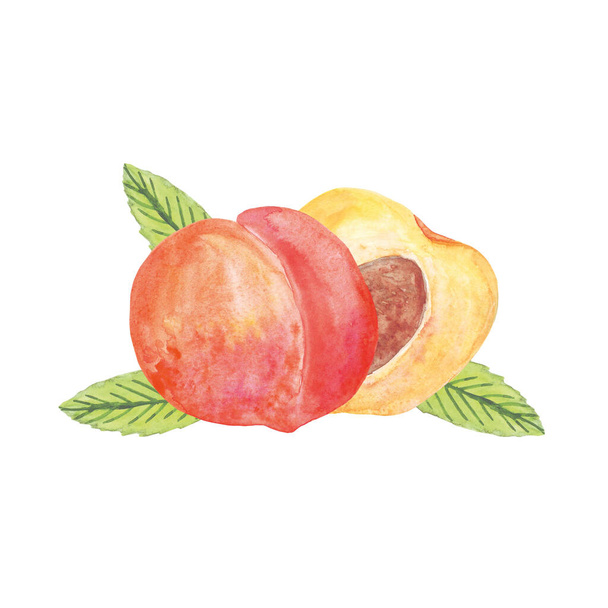 peach and half and leaf watercolor composition isolated on a white background. - Photo, Image