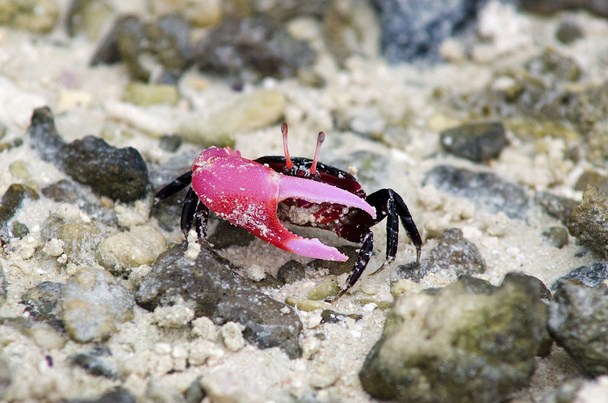 Fiddler crab Free Stock Photos, Images, and Pictures of Fiddler crab