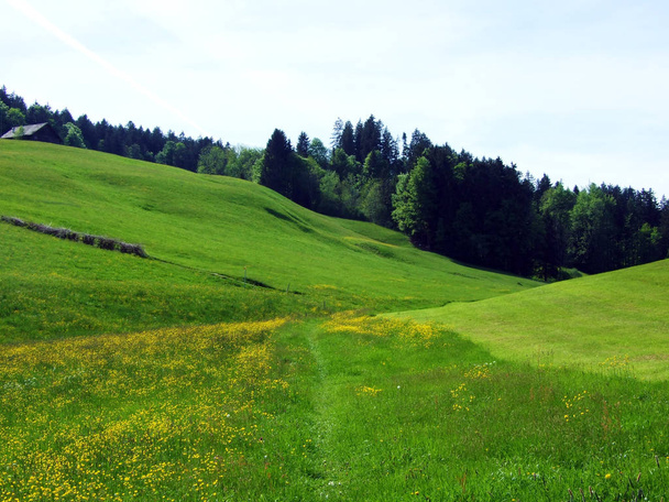Alpejskie pastwiska i łąki w dolinie rzeki Thur i w regionie Obertoggenburg, Nesslau - Kanton St. Gallen, Szwajcaria - Zdjęcie, obraz