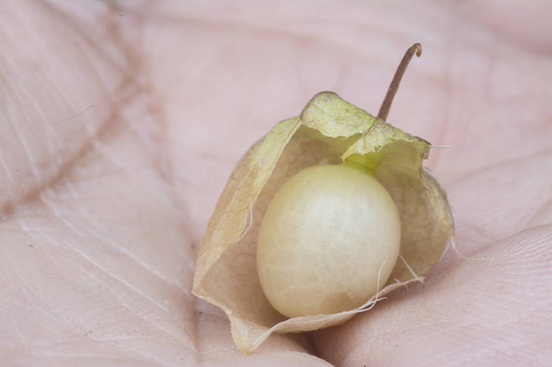 спелый Physalis angulate фрукты на ладони
 - Фото, изображение