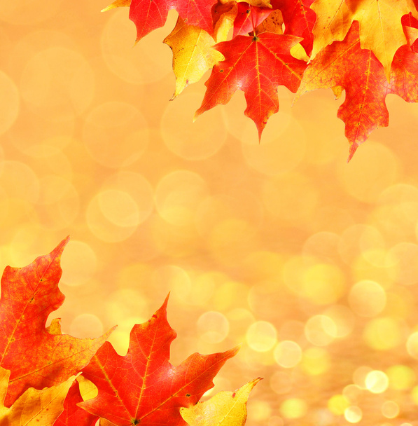 Autumn leaves. Colored Maple leafs over bokeh. Fall - Photo, Image