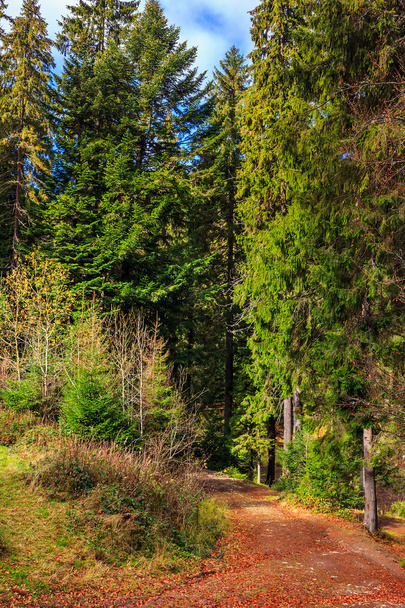 footpath in autumn coniferous forest - Fotoğraf, Görsel