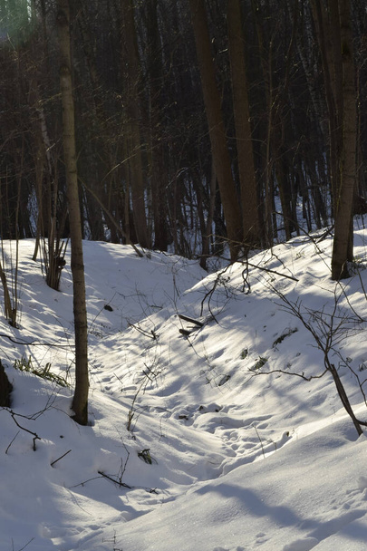 Zonnige dag in een besneeuwd bos. Winterlandschap van Centraal Rusland. - Foto, afbeelding