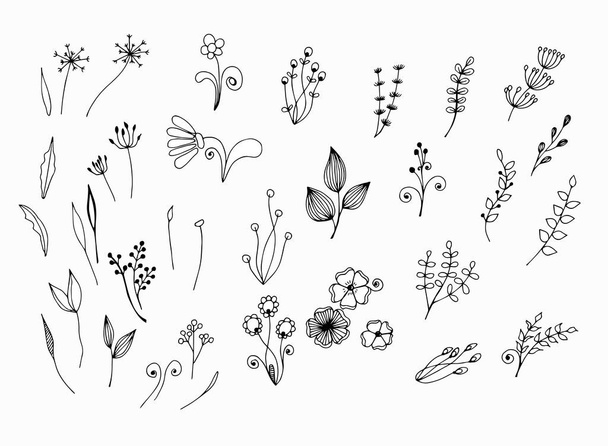 Black and white graphic drawing of stems, flowers, leaves. Hand drawn sketch. White isolate. Stock illustration. Line sketch. - Vector, imagen