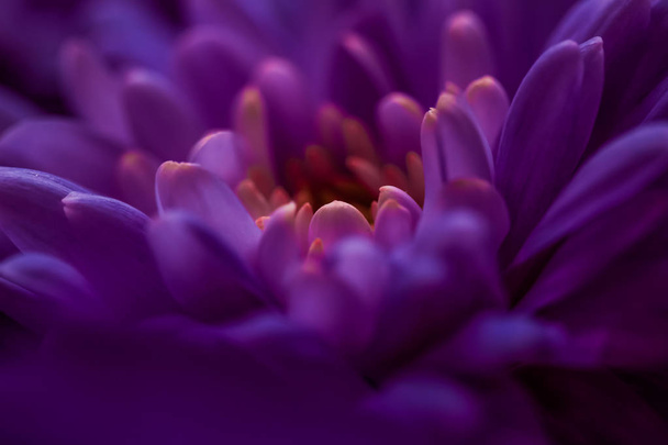 Цветущие фиолетовые лепестки ромашки, абстрактное цветочное искусство
 - Фото, изображение