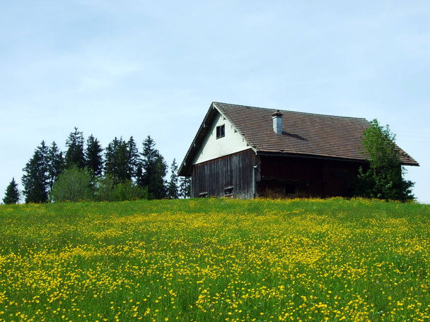 Gospodarstwa hodowlane bydła i architektura wiejska w dolinie rzeki Thur i w regionie Obertoggenburg, Nesslau - Kanton St. Gallen, Szwajcaria - Zdjęcie, obraz