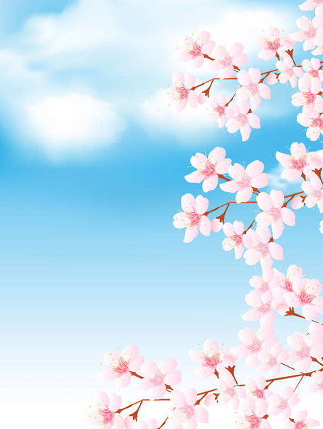 桜の春の花の背景 - ベクター画像