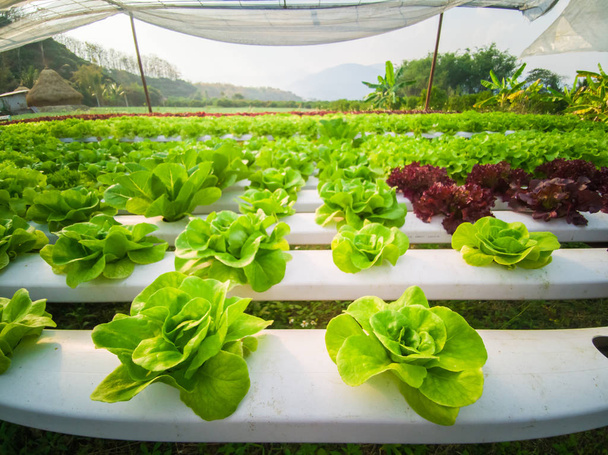 Hidropónika, frissen betakarított ökológiai zöldségek - Fotó, kép