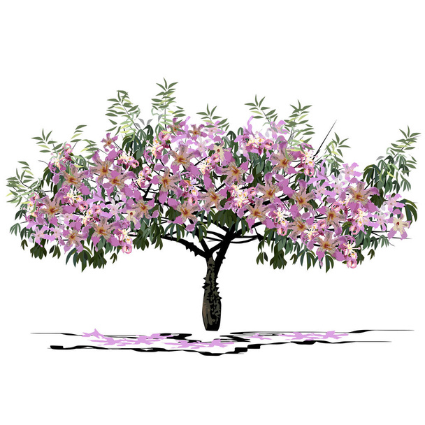 Young flowering tree Seiba (Ceiba Miller L.) - Vektori, kuva