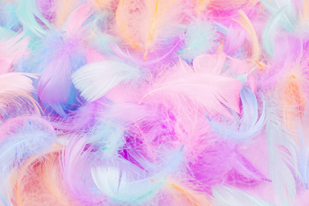 Colorful feather background - Photo, Image