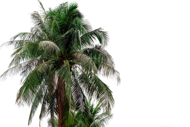 Кокосовое дерево выделено на белом фоне. Тропическая пальма атакована черноголовой гусеницей. Кокосовая сушка из-за заражения Opisina arenosella. Болезнь пальм - проблема фермеров
. - Фото, изображение