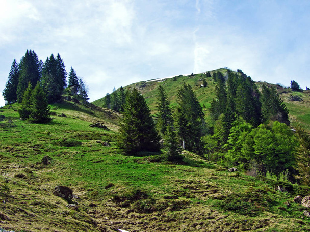 Sekametsät ja harvennettu puita rinteillä Churfirsten vuorijono ja Obertoggenburgin alueella, Nesslau - Canton of St. Gallen, Sveitsi
 - Valokuva, kuva