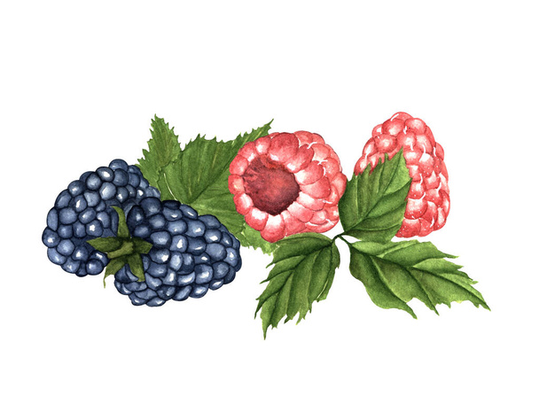 watercolor illustration. hand painted. set of blackberries and raspberries on a white background. - 写真・画像