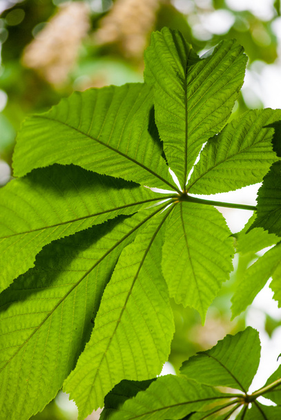 Green chestnut leaf in spring - 写真・画像