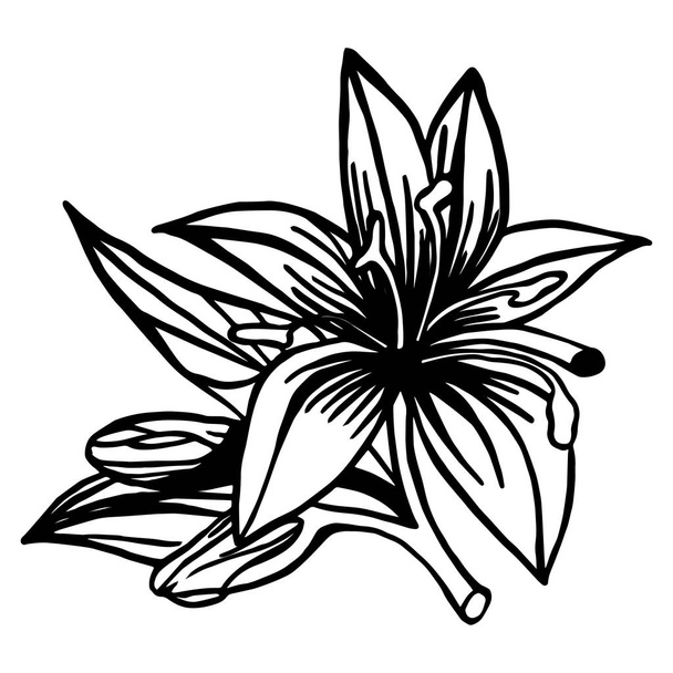 kézzel rajzolt kép Lily-ről. Tinta stílusú liliom virágzás. Vektorelem esküvői meghívókhoz, megnyitókhoz, plakátokhoz. - Vektor, kép
