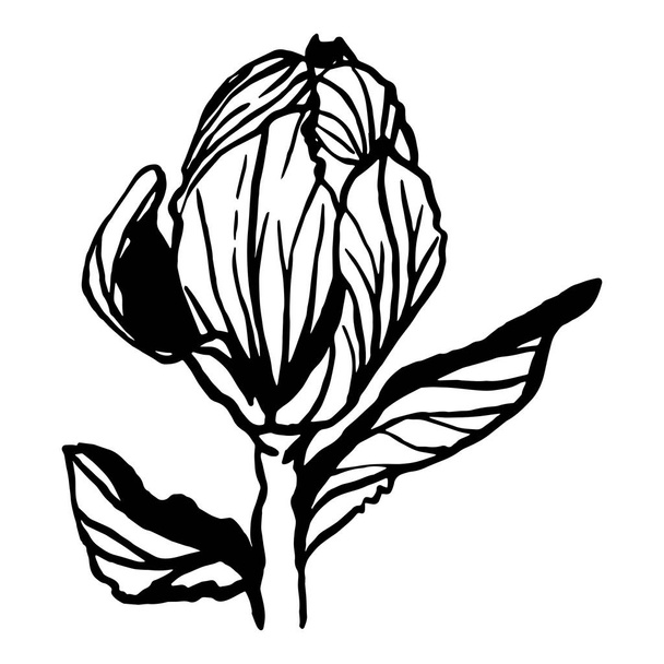 magnólia tinta stílusú magnólia virág kézzel rajzolt képe. Vektorelem esküvői meghívókhoz, megnyitókhoz, plakátokhoz. - Vektor, kép