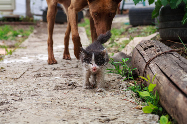 Little kitten rubbing against bid dog outdoors - Fotoğraf, Görsel