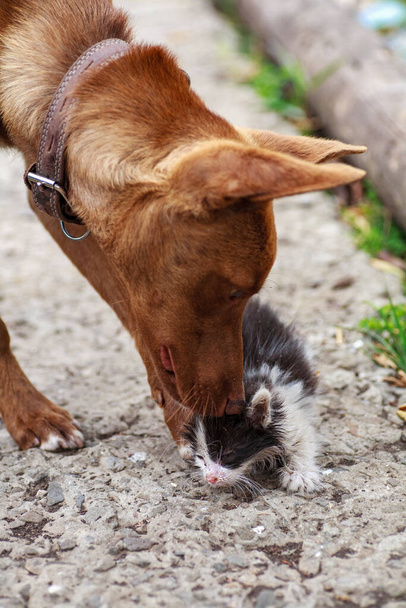 Маленький кошеня потирає собаку на відкритому повітрі
 - Фото, зображення