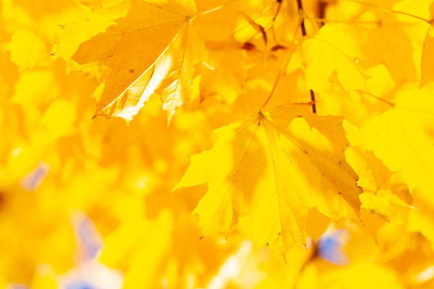 Feuilles d'érable jaunes à l'automne - Photo, image