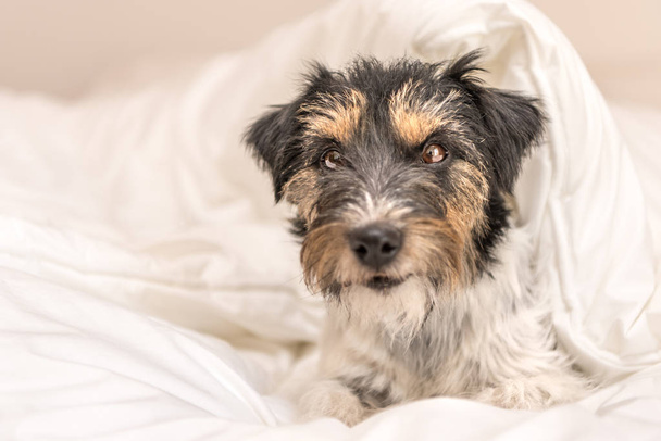 Funny little Jack Russell Terrier dog  is lying and sleeping in  - Fotografie, Obrázek