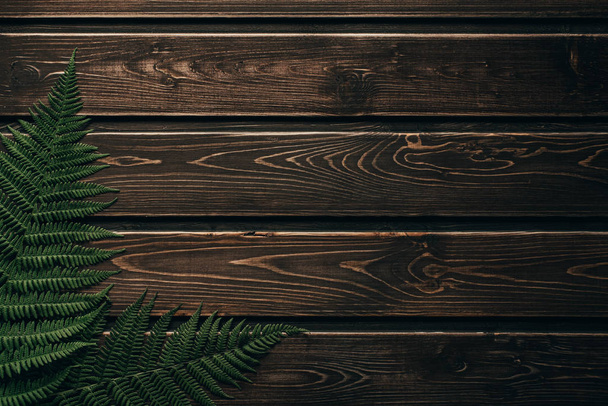 fern green lies on dark wooden background - Foto, afbeelding