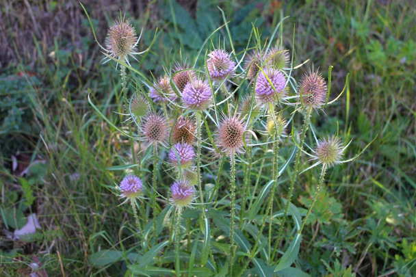 Bloemen van wilde teasel in de herfst, ook wel Dipsacus fullonum of wilde karde, geselecteerde focus - Foto, afbeelding