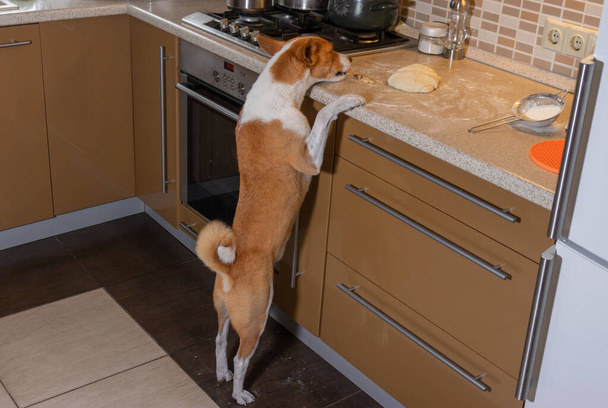 Cane basenji affamato e impudente che cerca di rubare la pasta della pizza su un bar della cucina mentre è a casa da solo
 - Foto, immagini