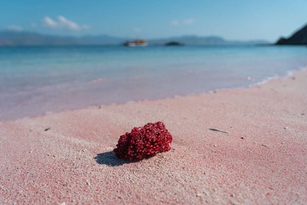 Red coral on Pink beach in Flores island, Indonesia - Photo, image